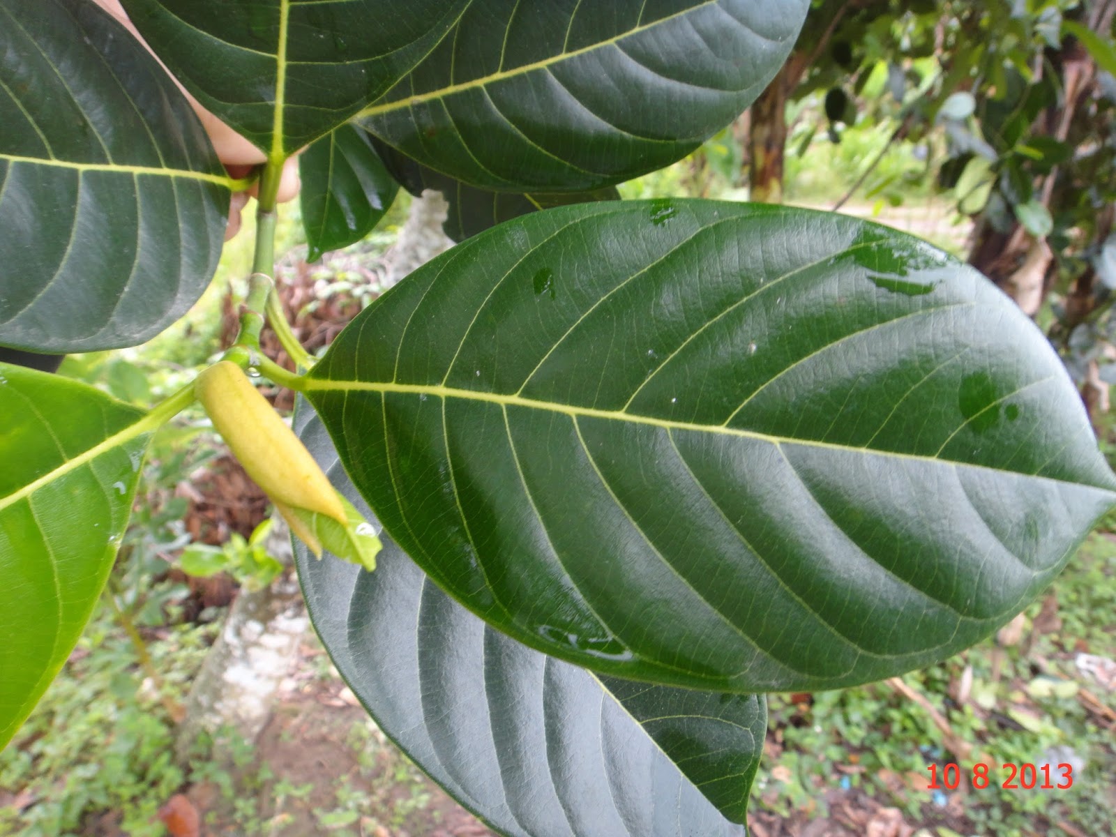 Experimental Farming Identifying Variety Of Jackfruit Trees