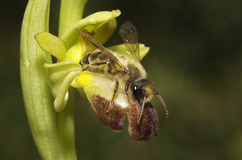 الزهور التي تخدع ذكر النحل Orkida+05
