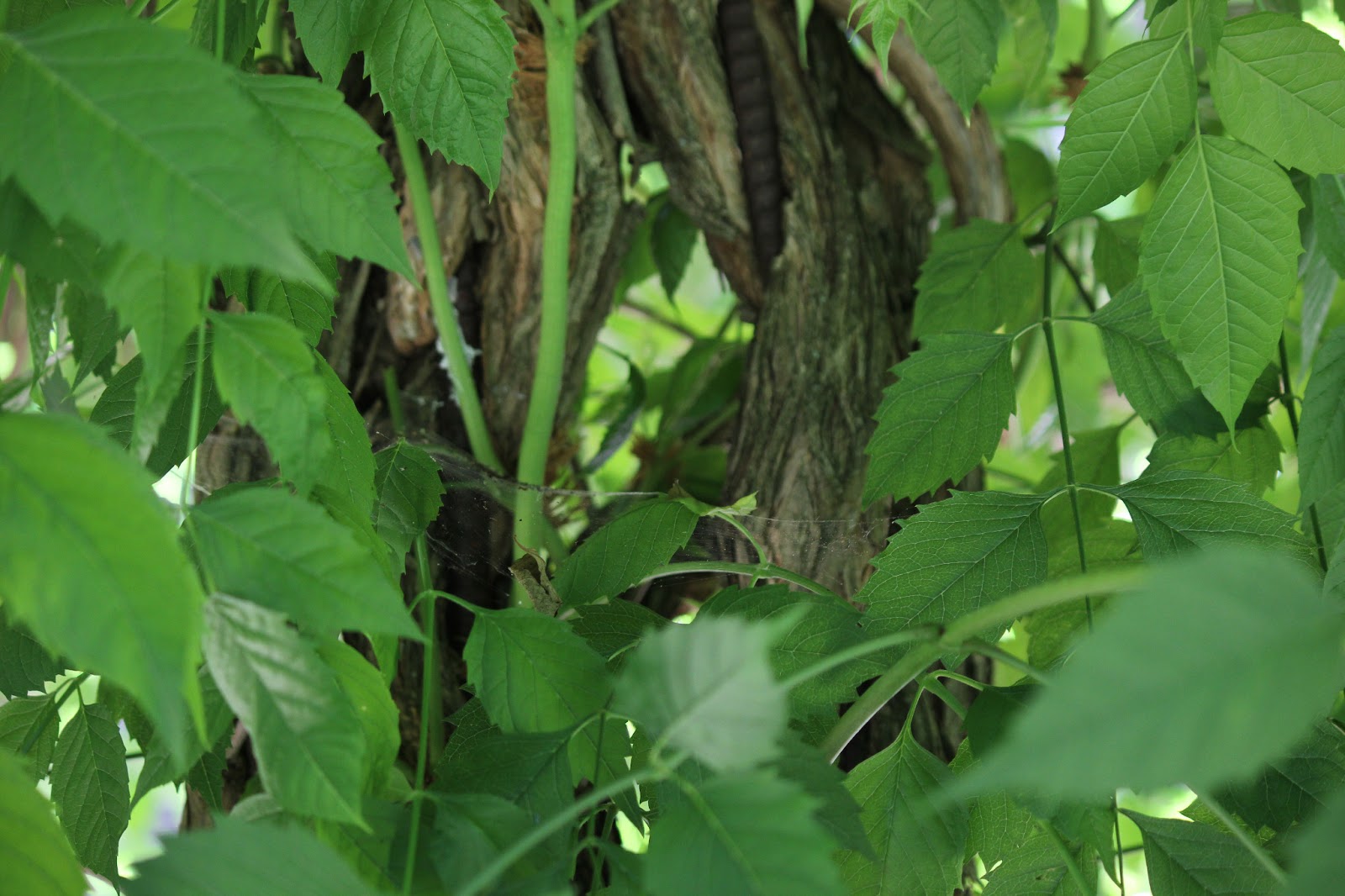 The Cabin Countess The Invasive Trumpet Vine