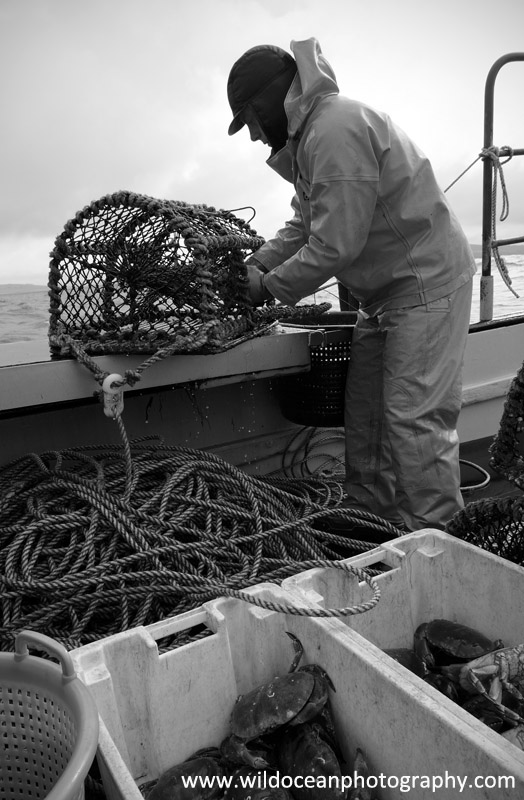 Adventures of a Marine Biologist Creel Fishing around the Scottish Coast