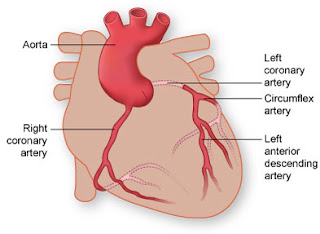 left-main-coronary-artery-of-heart-arteries-of-heart