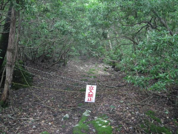 aokigahara-forest.jpg