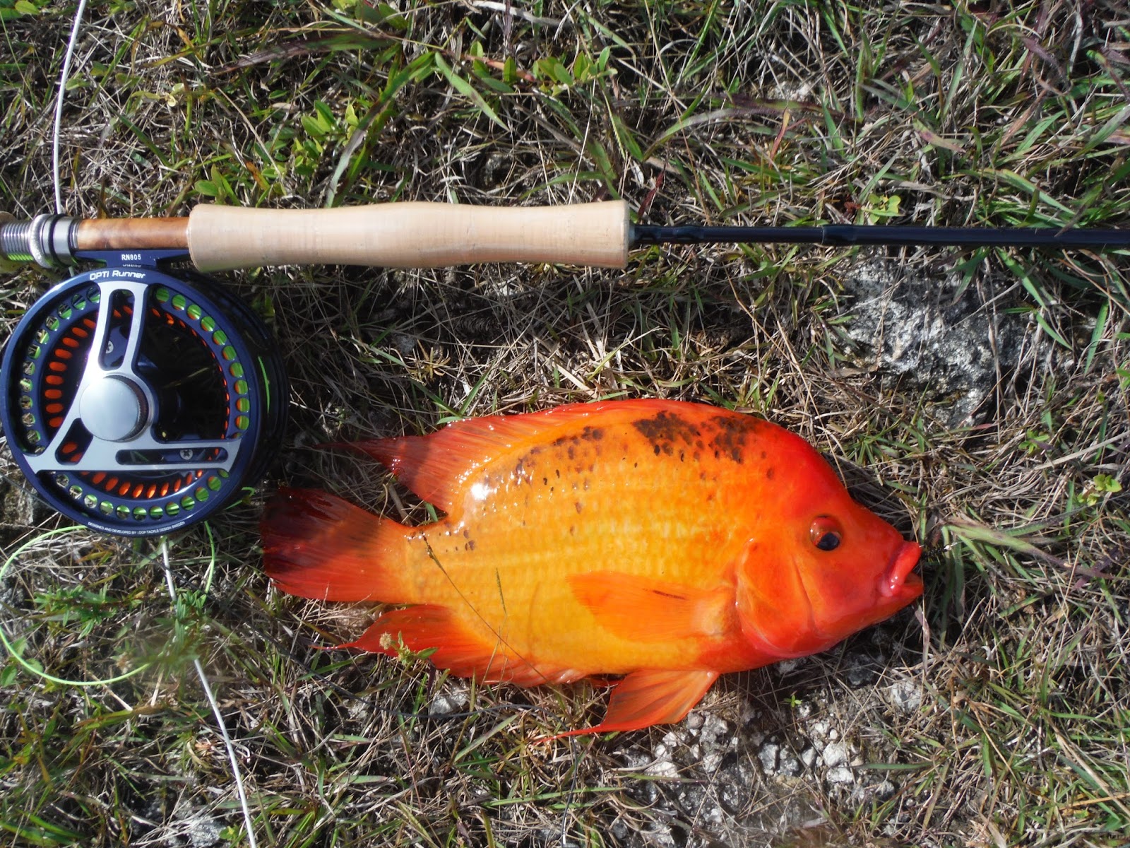 Fly Fishing the West with Howard Midas Cichlids, Turtles and Manatees