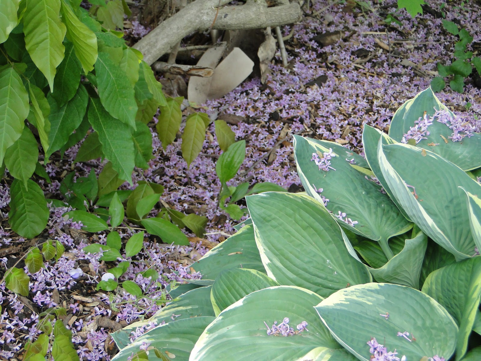 a single feather lilac... mulch