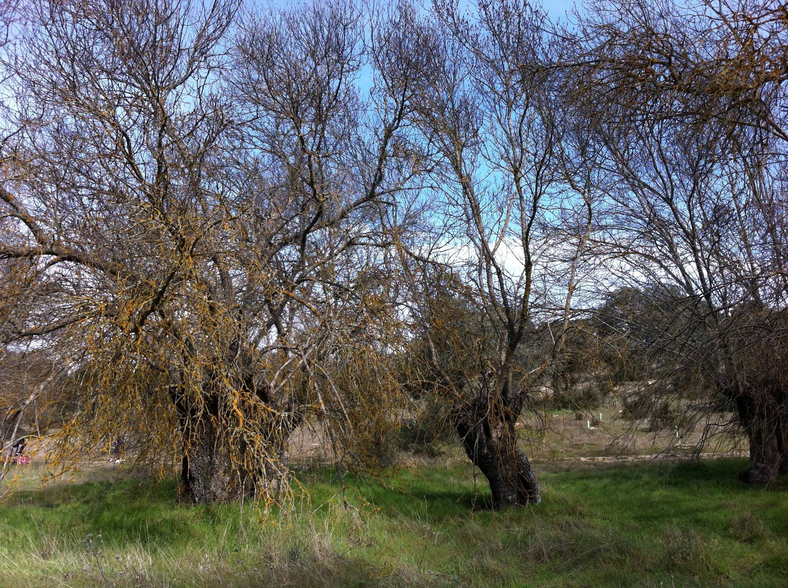 GC472MT Bosquecillo de fresnos (Traditional Cache) in Comunidad de