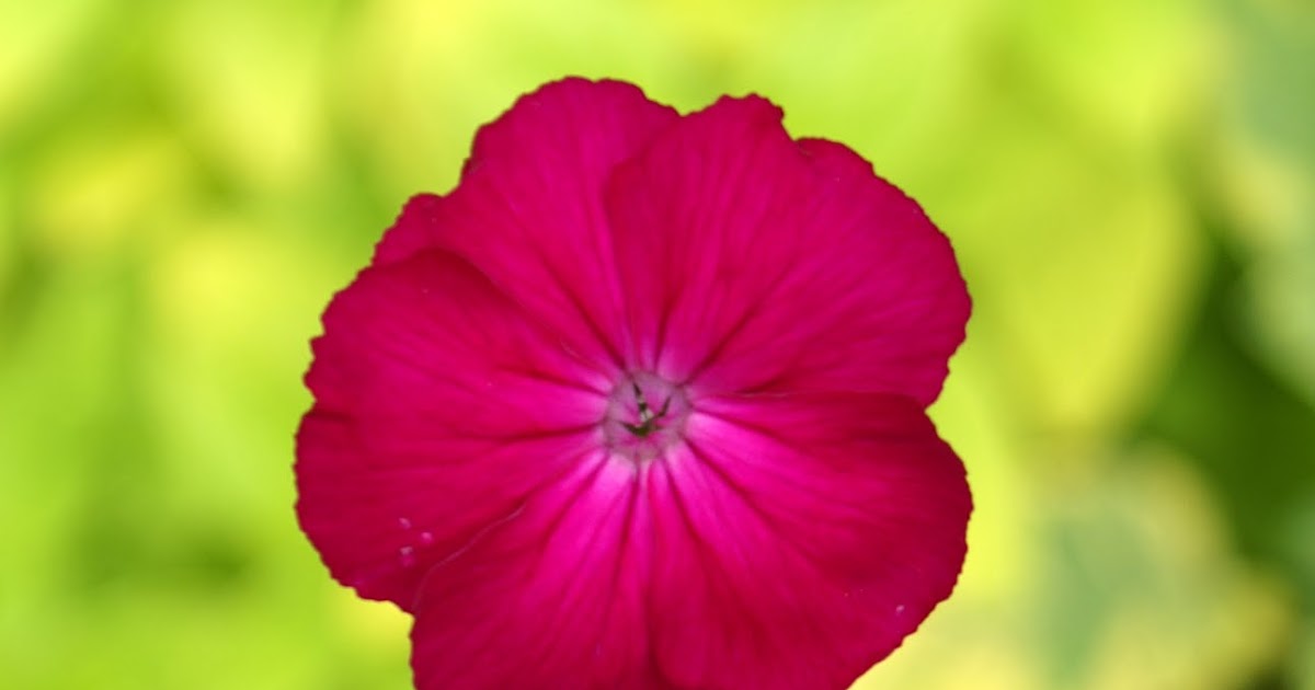 Doğayı Keşfederken haziran ayinda cevrenizde gorebileceginiz yabani