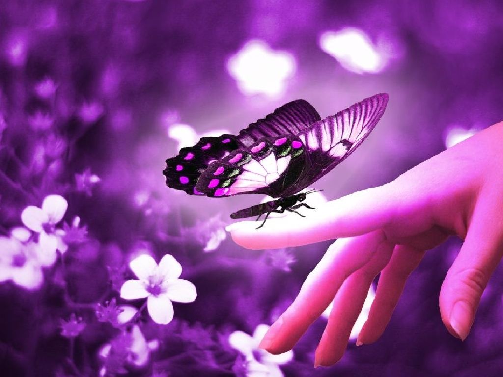 فراشتي أنتِ كل ماهو جميل Purple+Butterfly+on+Hand