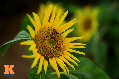 [Image: nho-mua-hoa-huong-duong-vao-he-4.jpg]