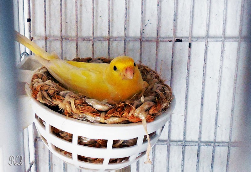 Reclamo y Naturaleza EMPIEZA LA CRÍA DE CANARIOS.