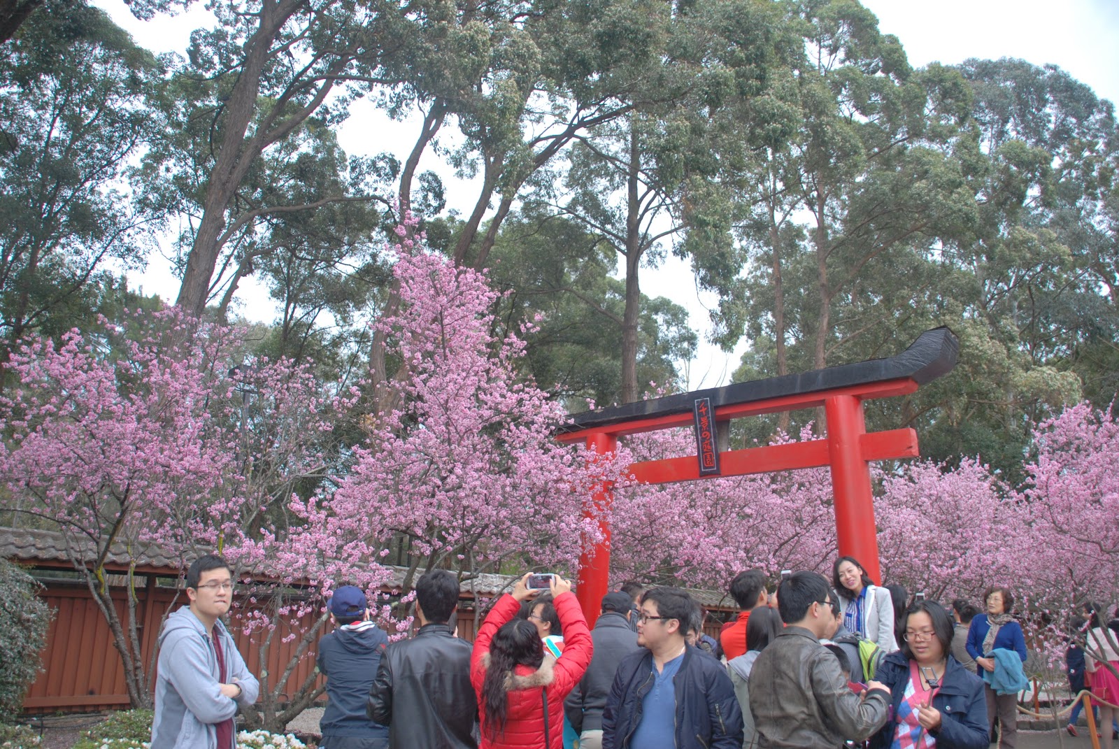 Woody at Home Cherry Blossom Festival Auburn Botanic Garden