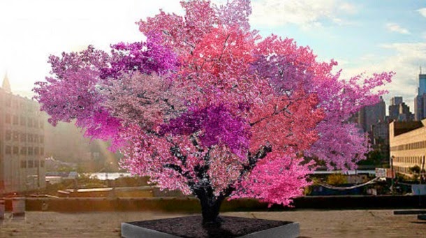 Esta árvore produz 40 tipos diferentes de frutas (com video)