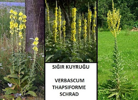 sığır kuyruğu sığır kuyruğunun faydaları, sığır kuyruğu otu, sığır kuyruğu bitkisi