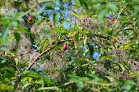 Hagebutten und Wilde Rebe