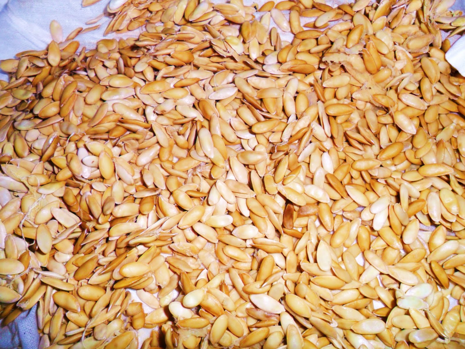 Rüyada Kavun cekırdegı görmek tabiri