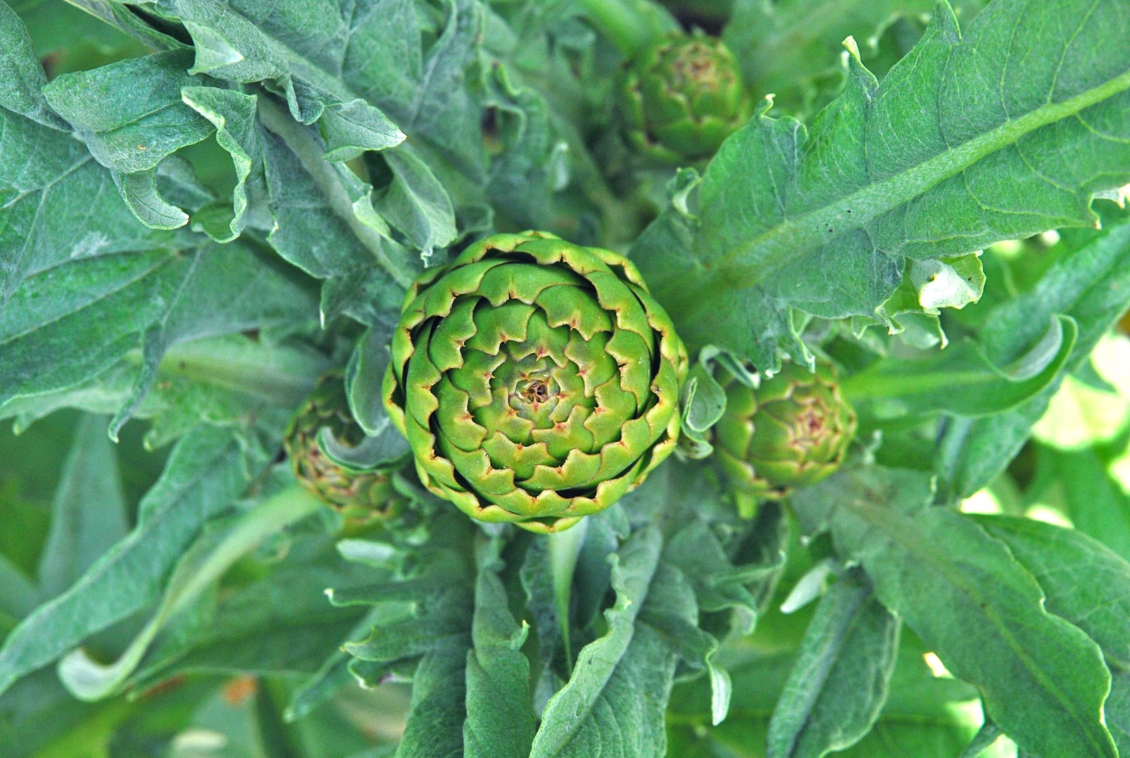 My Recession Kitchen...and garden Growing Artichokes