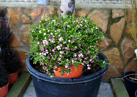 Boronia crenulata