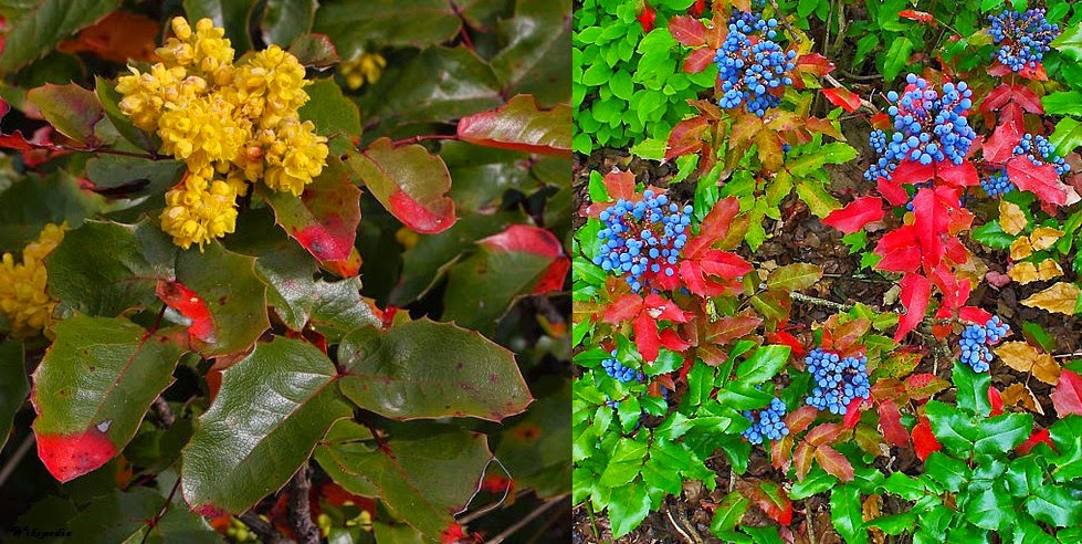 Be Well Natural Answers For Allergies