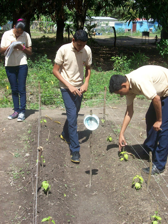 PROYECTO  PATIOS PRODUCTIVOS