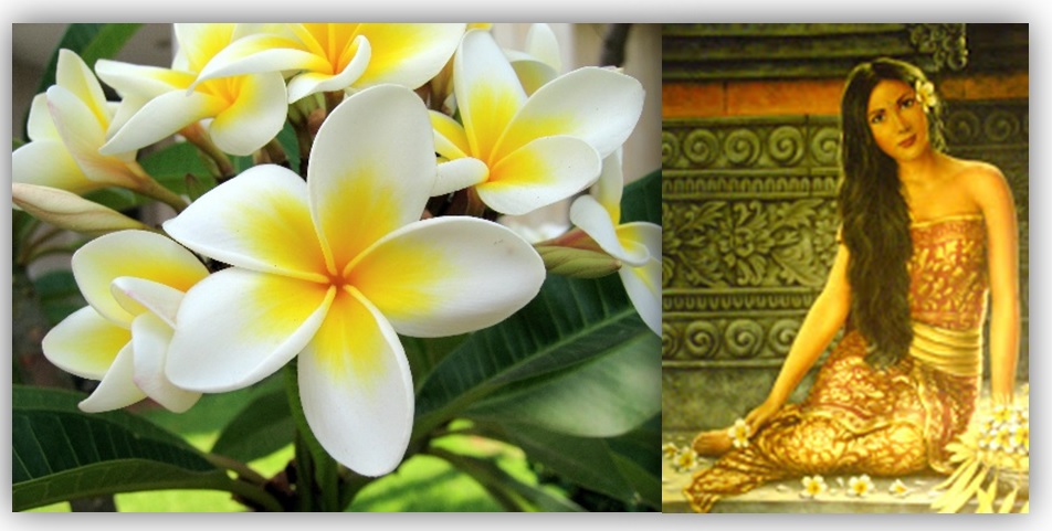 Calon Penulis Kamboja Si Kembang Seribu Makna Identitas Pulau Dewata