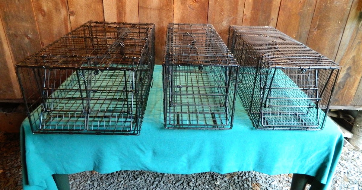 Comstock Cage Traps, In Action on the Line An Over Veiw of Comstock