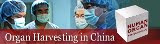 Organ Harvesting in China