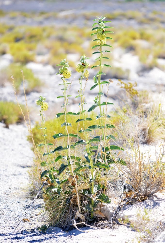 Desert Milkweed, Asclepias erosa_4603