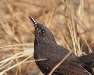 Black Bush Robin