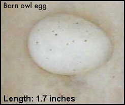 Adventures With Mel Syd Hatching Egg Video