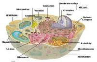 ANIMAÇÕES DE CITOLOGIA