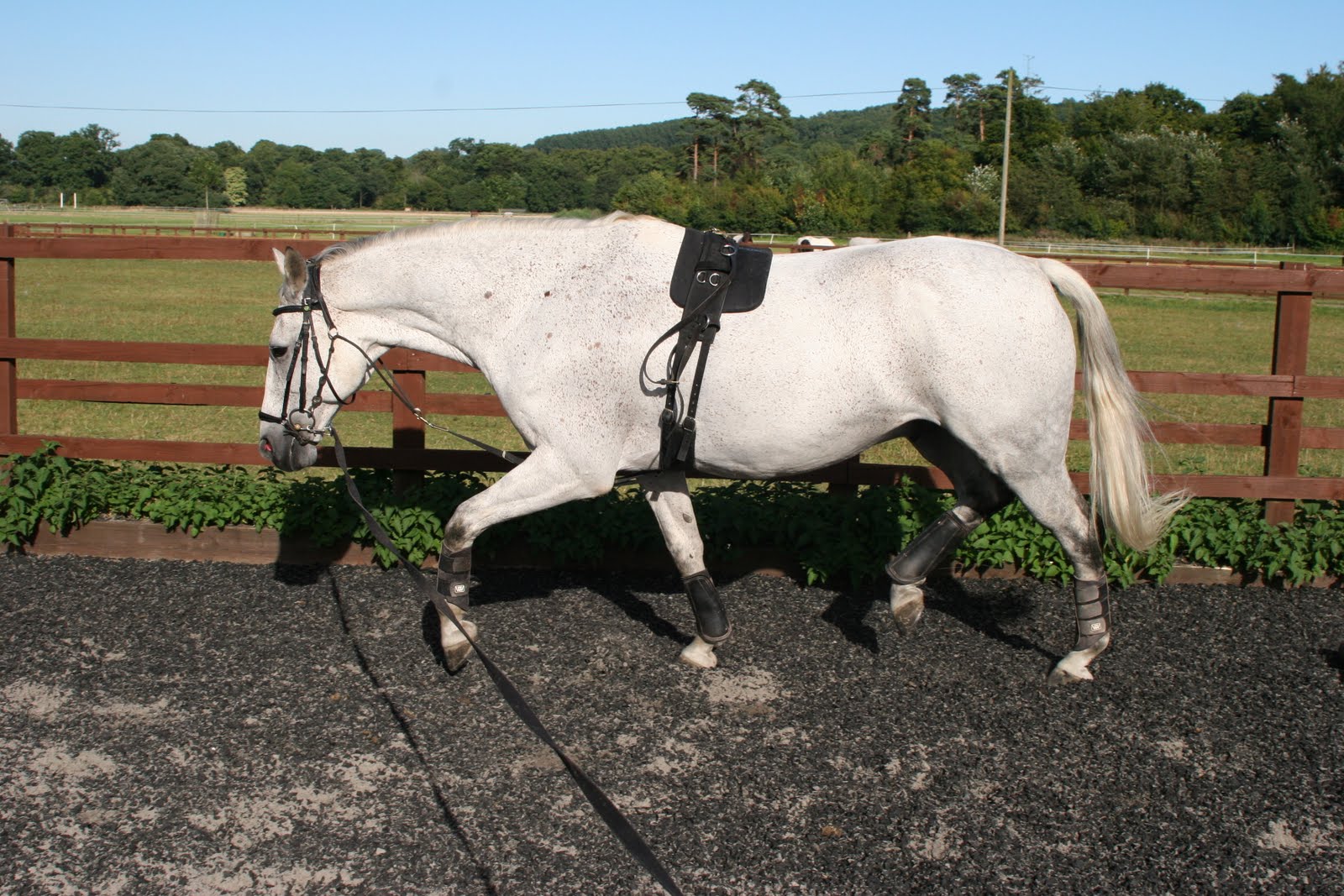 clairelilley Horse Training Lungeing