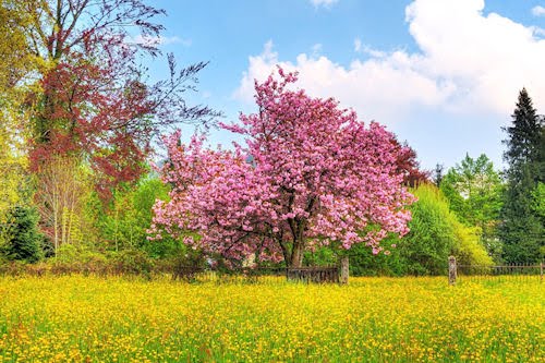Jardín y árbol con flores de colores - Garden and Tree