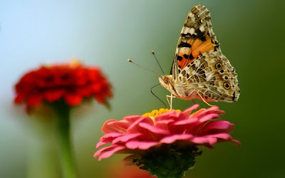 Ảnh đẹp của loài bướm