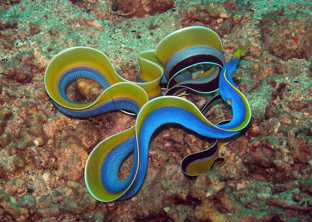 Ribbon Eel