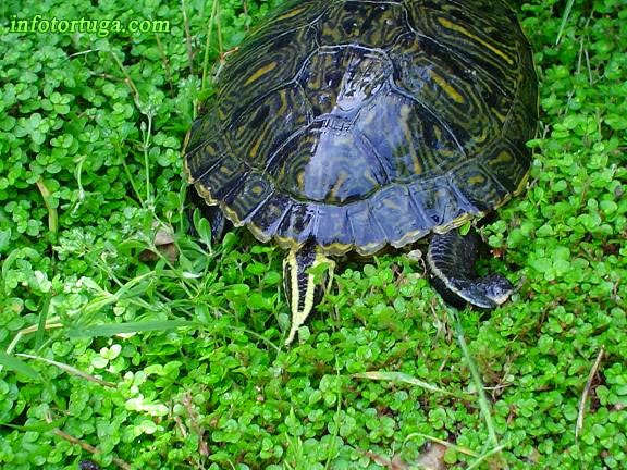 Infotortuga: Cómo determinar el sexo de una tortuga