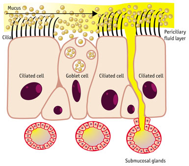 Mucus Cilia