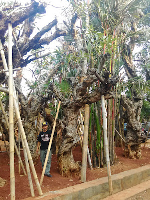 Tukang Taman Surabaya Jual Tanaman Hias Kamboja Fosil