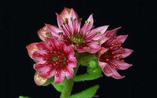 http://fotobabij.blogspot.com/2015/03/kwiat-rojnika-succulent-flower.html