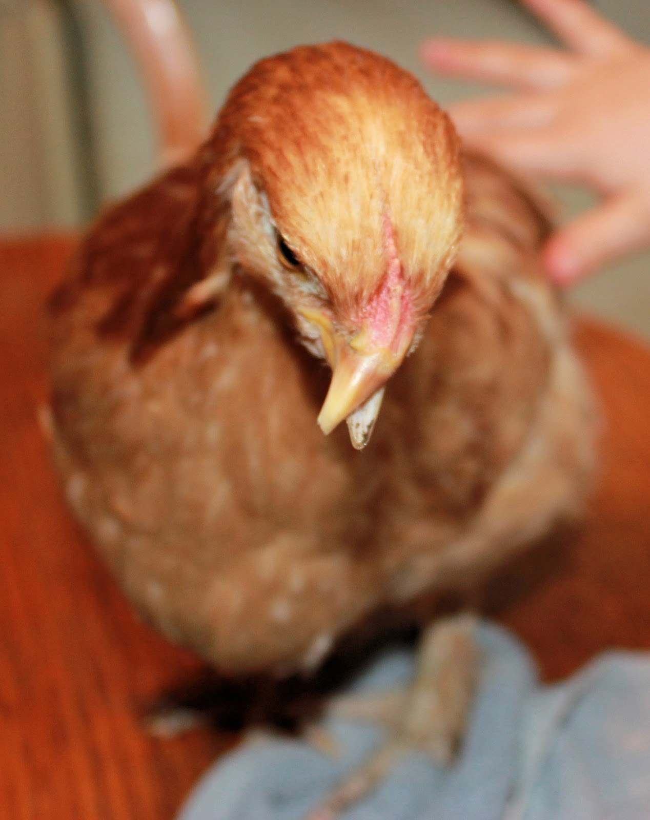 The Borne Homestead Scissor Beak