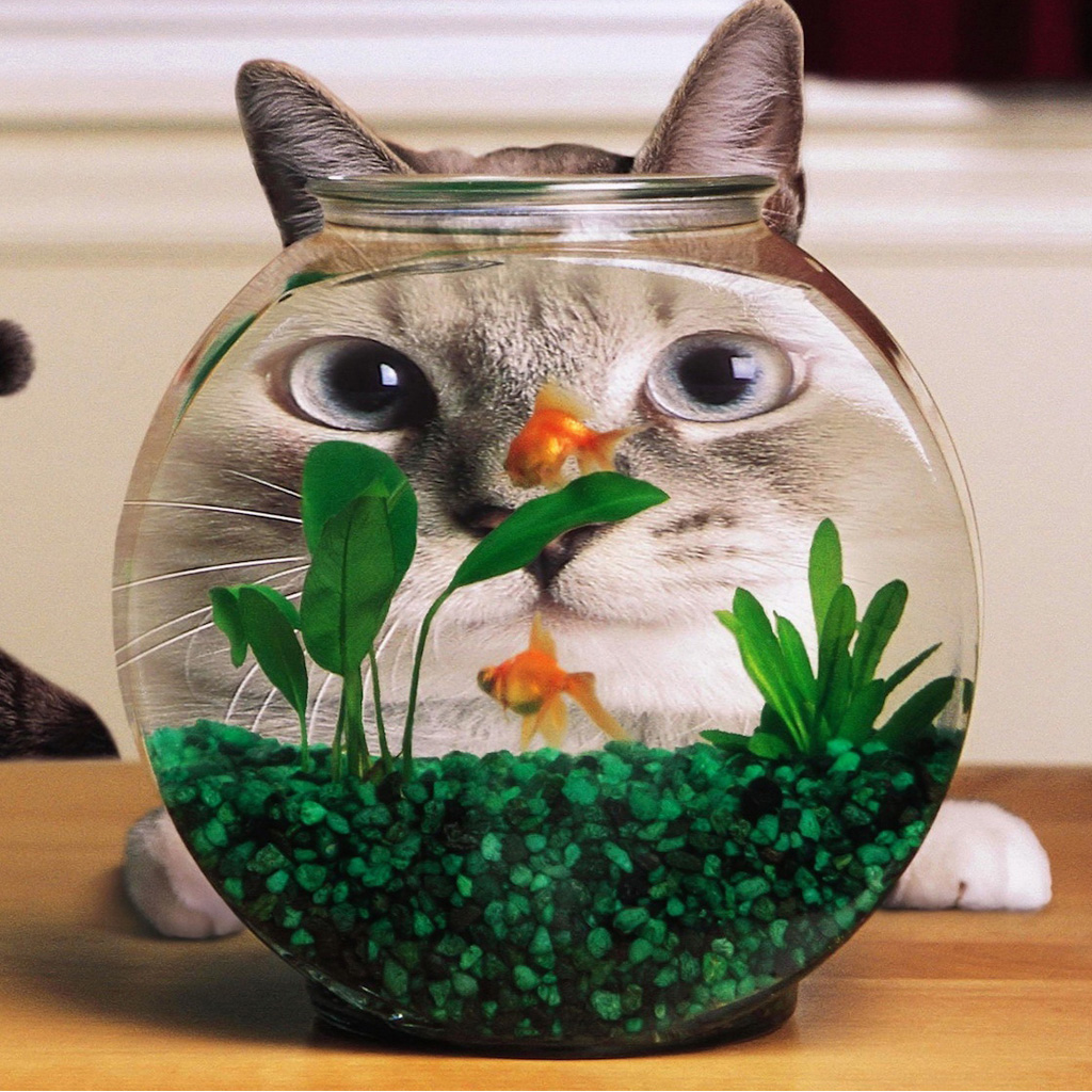 http://1.bp.blogspot.com/-okHglSeeJIY/UIeX3pFLBfI/AAAAAAAAE_k/iCQJcySuxHY/s1600/cat06.jpg