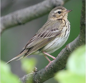 Burung Pipit Gunung