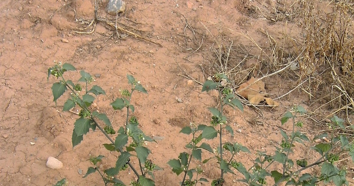 naturconsejos HIERBA MORA (Solanum nigrum)