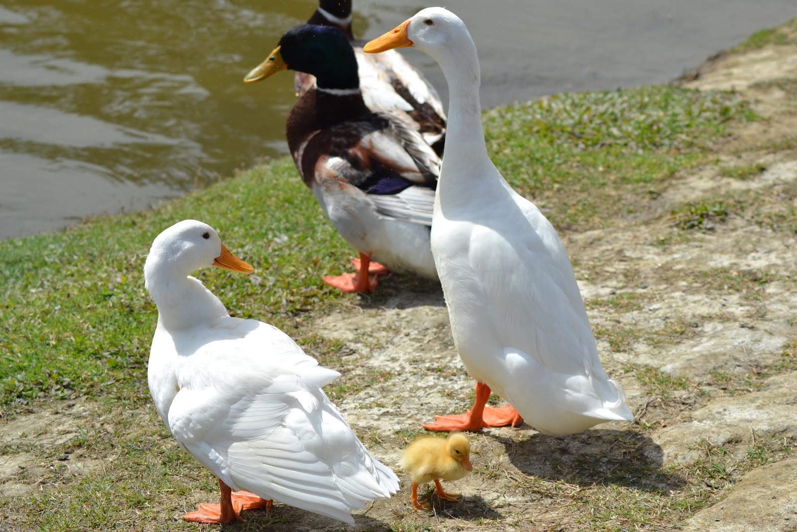TheA+ Photography Fluffy Duck