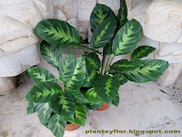 Calathea louisae