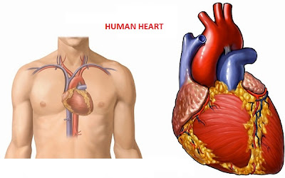 The Human Organs