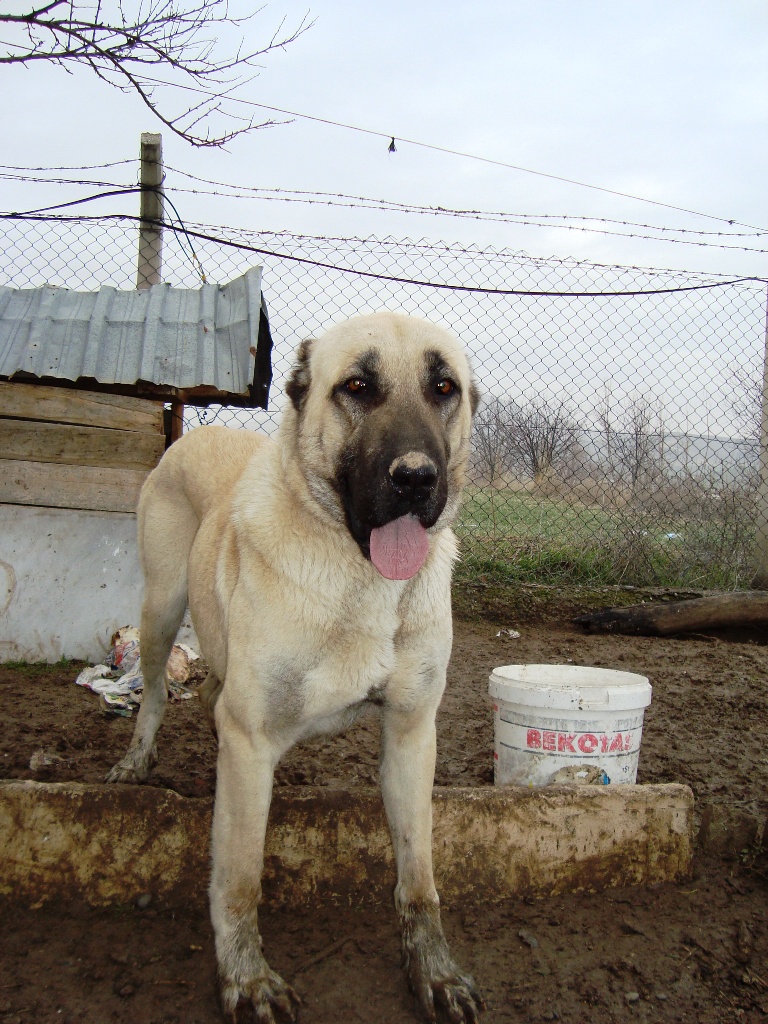 Malaklı kangal « Aksaray Malaklı köpekleri satılık Tel 0553 427 46