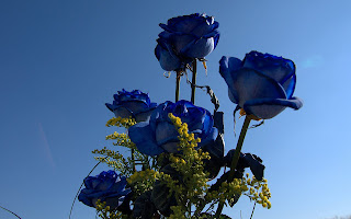 Blue Roses