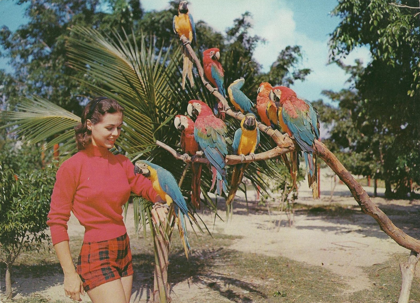Amazon.com: Pass-A-Grille Beach Florida Vintage 70s Palm 