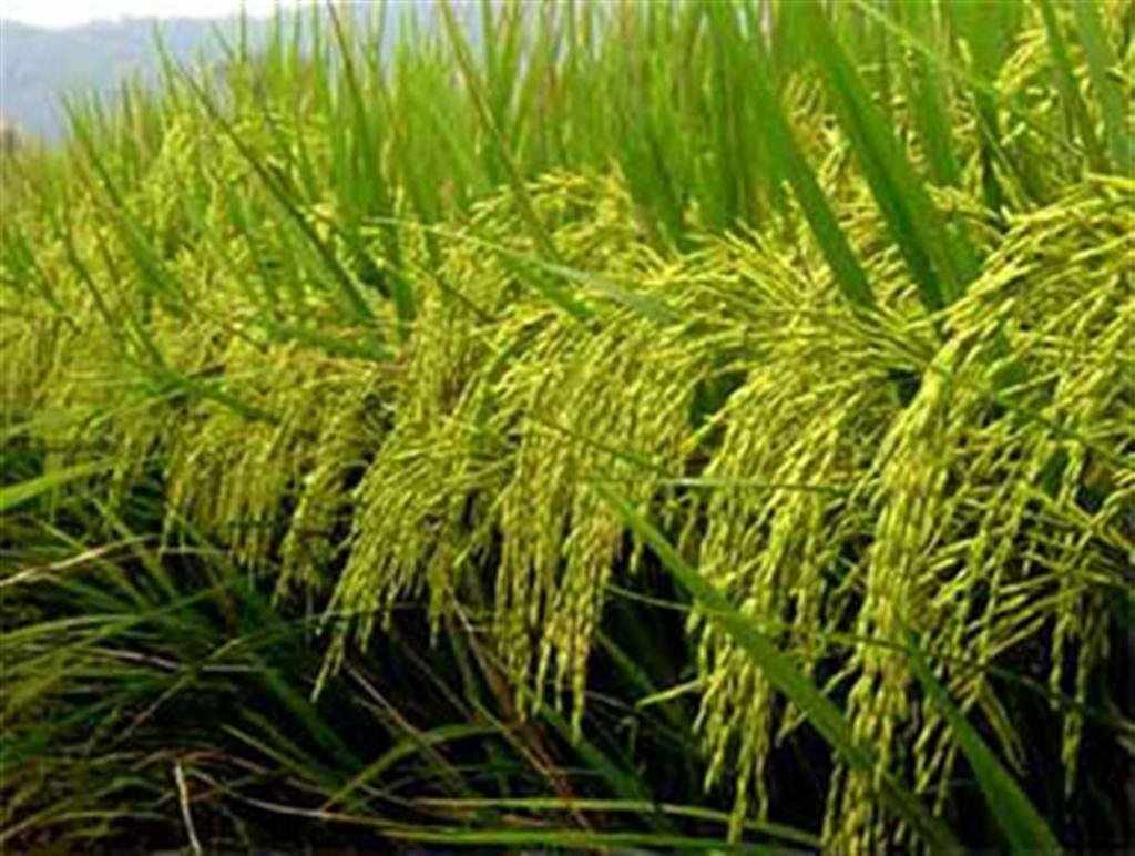 rice crops Genetic engineering and ecologically responsible growing practices needn't be strange bedfellows, says plant geneticist pamela ronald. rice crops Genetic engineering and ecologically responsible growing practices needn't be strange bedfellows, says plant geneticist pamela ronald.