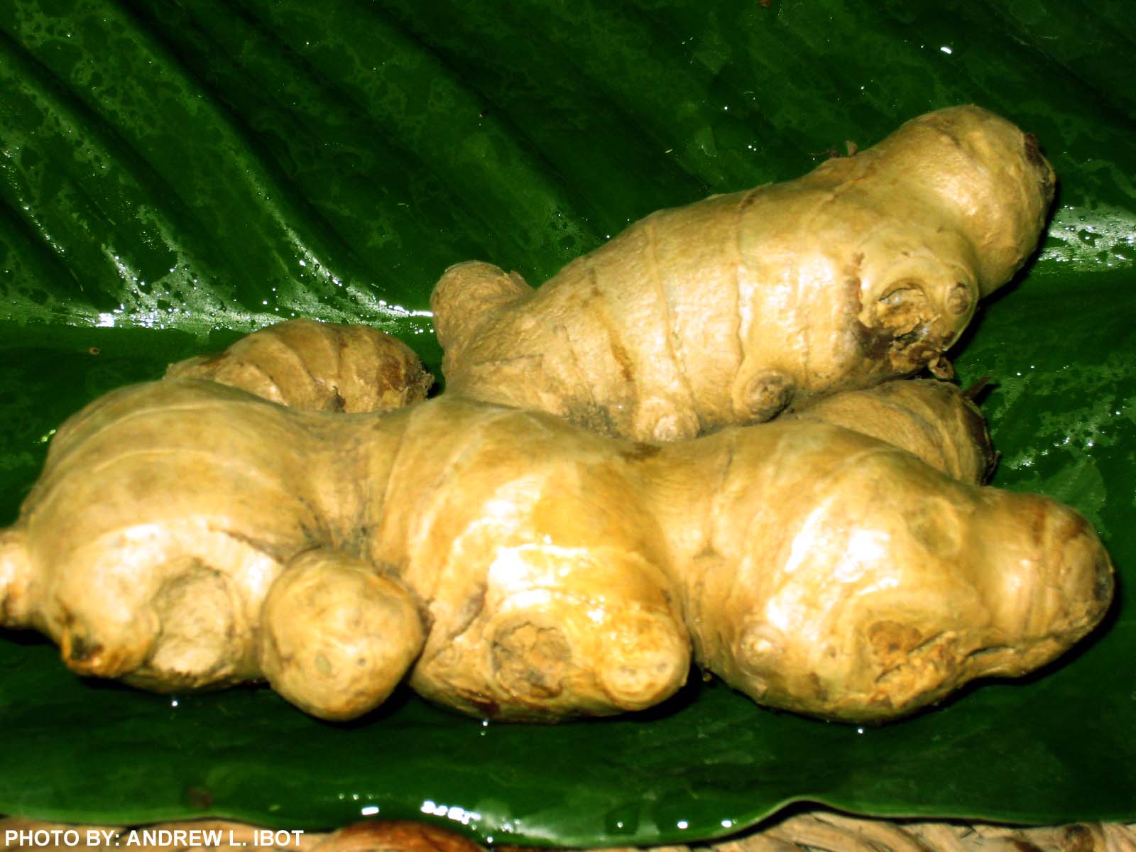 Ako si ANDREW IBOT! Luya (Ginger) Halamang Gamot / Herbal Medicine