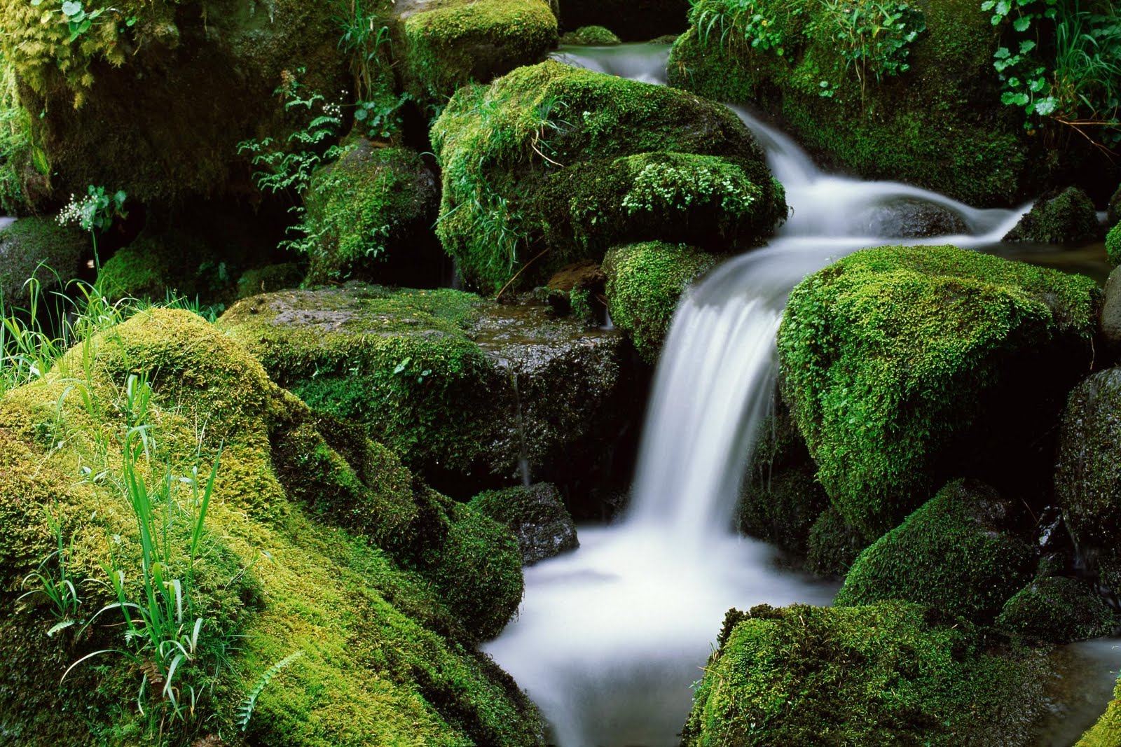 Cool forest wallpapers part 3